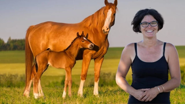Comment intervenir auprès du jeune cheval et de sa mère