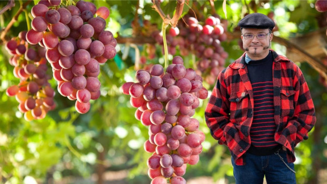 Le raisin de table Bio : du choix variétal à la récolte