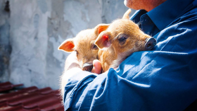 Favoriser le bien-être des animaux et des Hommes en élevage porcin